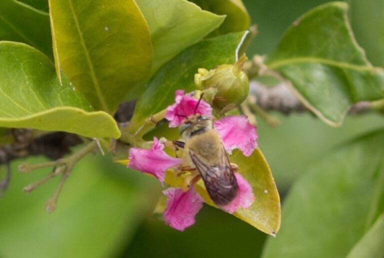 Manejo de Abelhas Nativas Potencializa Produção de Acerola em até 100% no Semiárido Manejo de Abelhas Nativas Potencializa Produção de Acerola em até 100% no Semiárido