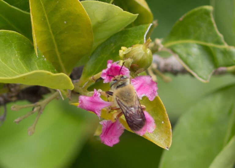 Manejo de Polinizadores Aumenta Produtividade da Acerola em Mais de 30% no Semiárido Manejo de Polinizadores Aumenta Produtividade da Acerola em Mais de 30% no Semiárido