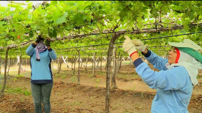 Mulheres no Agro: Evento Celebrará o Papel Feminino no Agronegócio do Vale do São Francisco