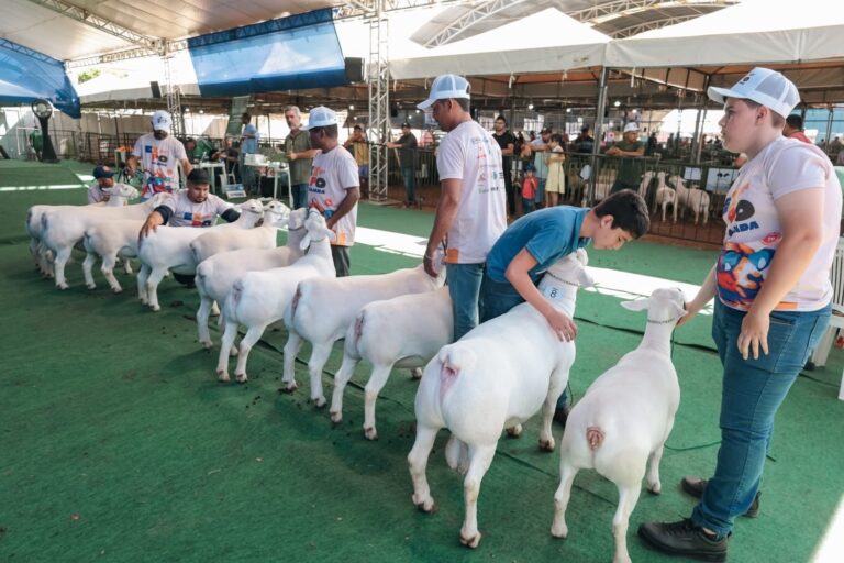 ExpoRajada 2026: Leilão de Animais e Diversas Atividades em Destaque ExpoRajada 2026: Leilão de Animais e Diversas Atividades em Destaque