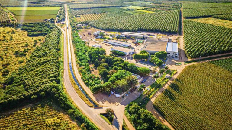 Timbaúba: O Futuro Promissor da Indústria de Sucos Naturais