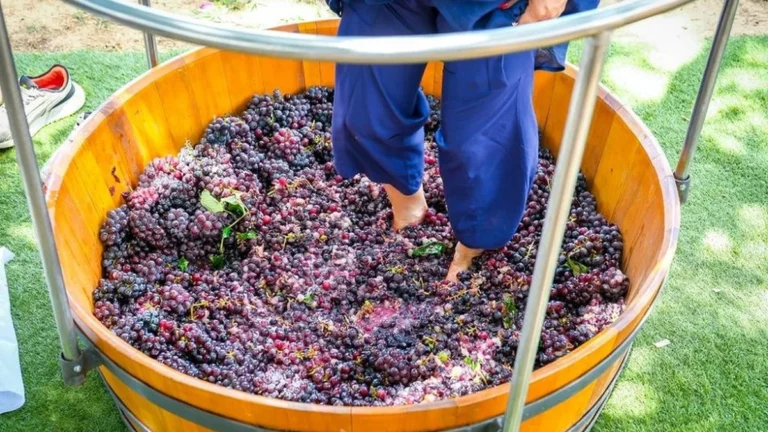 Vinícolas do Vale do São Francisco se preparam para receber atletas da Corrida do Vinho Vinícolas do Vale do São Francisco se preparam para receber atletas da Corrida do Vinho