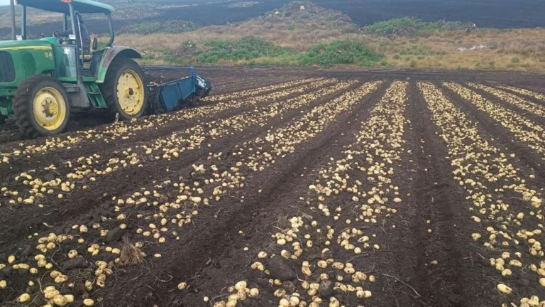 Crise e clima instável pressionam produção e preços da batata no RS e no Brasil Crise e clima instável pressionam produção e preços da batata no RS e no Brasil