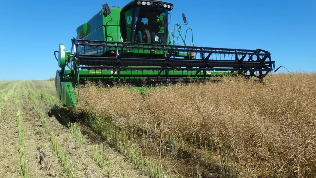Colheita da Canola no RS Inicia com Potencial Produtivo Promissor Colheita da Canola no RS Inicia com Potencial Produtivo Promissor