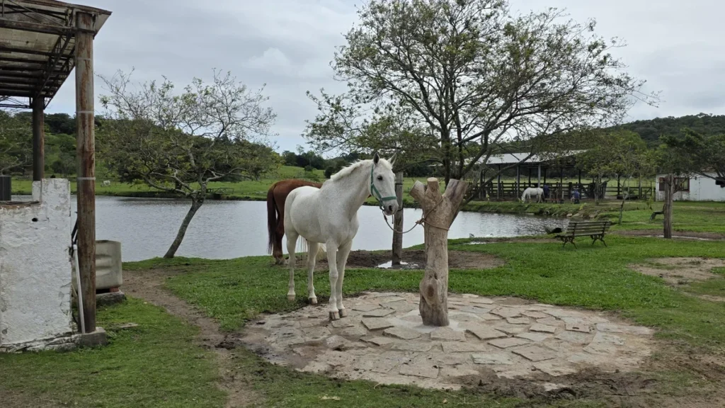 Descubra o Festival Primavera Rural em Porto Alegre: Um Mergulho no Turismo Rural Local