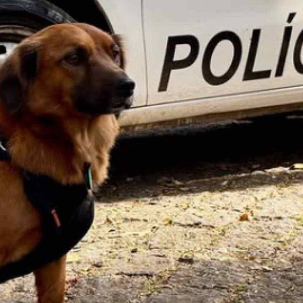 Cabo Caramelo: O Cachorro que Virou Celebridade da PM em Guarulhos Cabo Caramelo: O Cachorro que Virou Celebridade da PM em Guarulhos