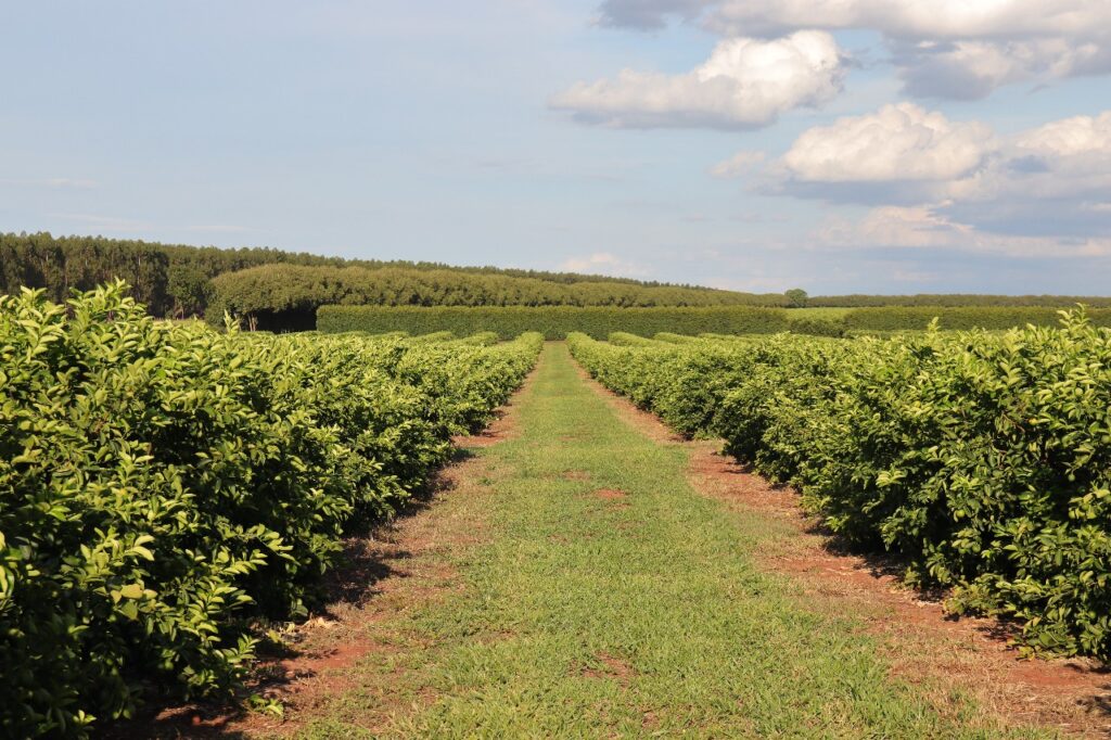 Citricultura em Mato Grosso do Sul: Um Investimento de R$ 2,4 Bilhões que Transforma a Agricultura L