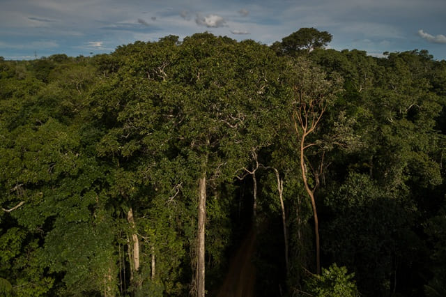 Estudo Revela que Redes Descentralizadas Podem Restituir Até 20% Mais Floresta na Mata Atlântica Estudo Revela que Redes Descentralizadas Podem Restituir Até 20% Mais Floresta na Mata Atlântica