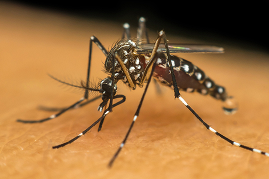 Minas Gerais Enfrenta Aumento de Dengue: Mais de 165 Mil Casos Registrados em 2025 Minas Gerais Enfrenta Aumento de Dengue: Mais de 165 Mil Casos Registrados em 2025