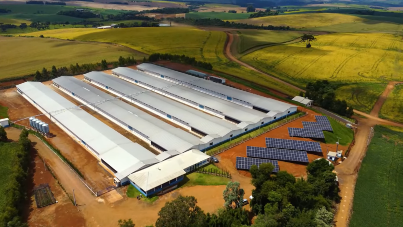 75% das Granja Integradas da Seara Adotam Energia Limpa: Um Avanço Sustentável 75% das Granja Integradas da Seara Adotam Energia Limpa: Um Avanço Sustentável