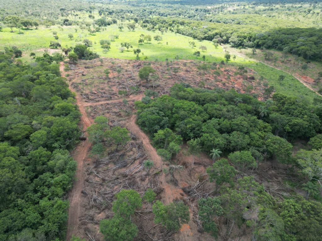 As Florestas de Minas Gerais em Perigo: Crítica à Política Ambiental de Zema As Florestas de Minas Gerais em Perigo: Crítica à Política Ambiental de Zema