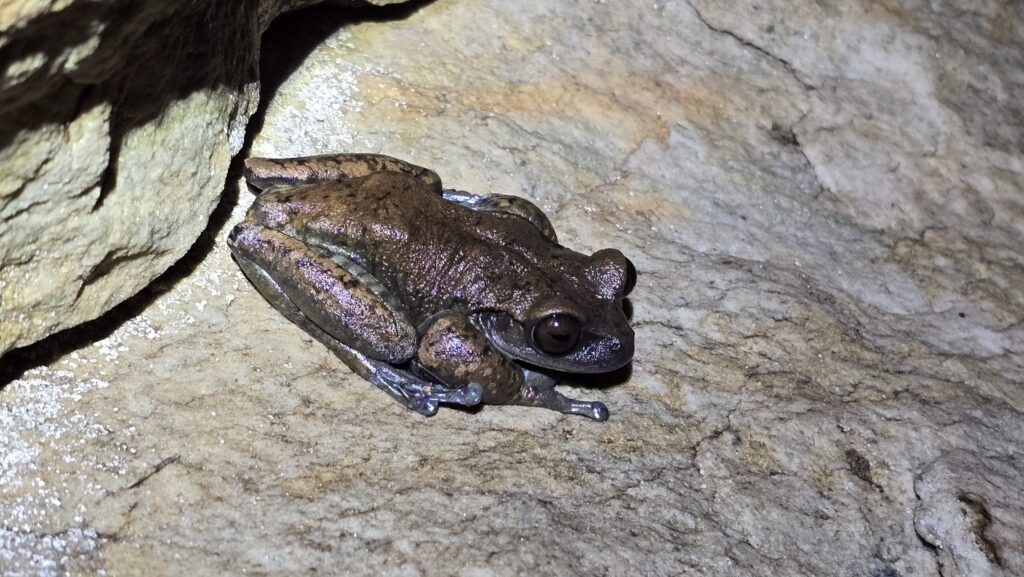 Estudo Revela Novas Espécies de Anfíbios que se Reproduzem em Cavernas na Serra do Espinhaço Estudo Revela Novas Espécies de Anfíbios que se Reproduzem em Cavernas na Serra do Espinhaço