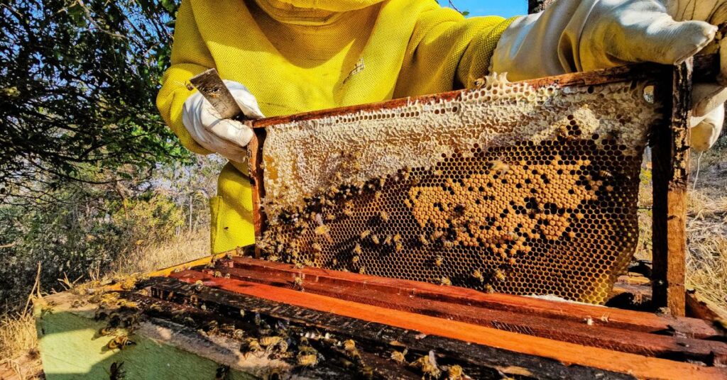Minas Gerais Expande para 77 Arranjos Produtivos Locais e Fortalece Iniciativas Econômicas Minas Gerais Expande para 77 Arranjos Produtivos Locais e Fortalece Iniciativas Econômicas