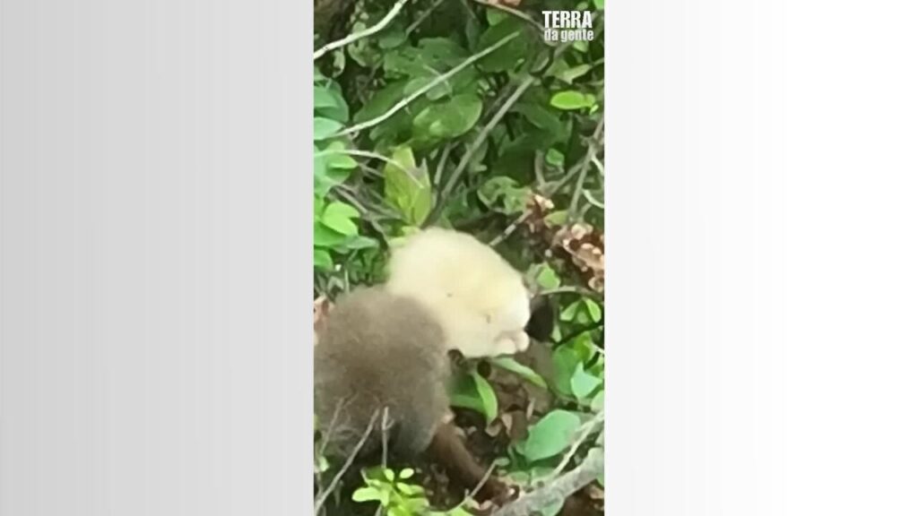 Registro Inédito: Sauá Albino Capturado por Drone em Minas Gerais Registro Inédito: Sauá Albino Capturado por Drone em Minas Gerais