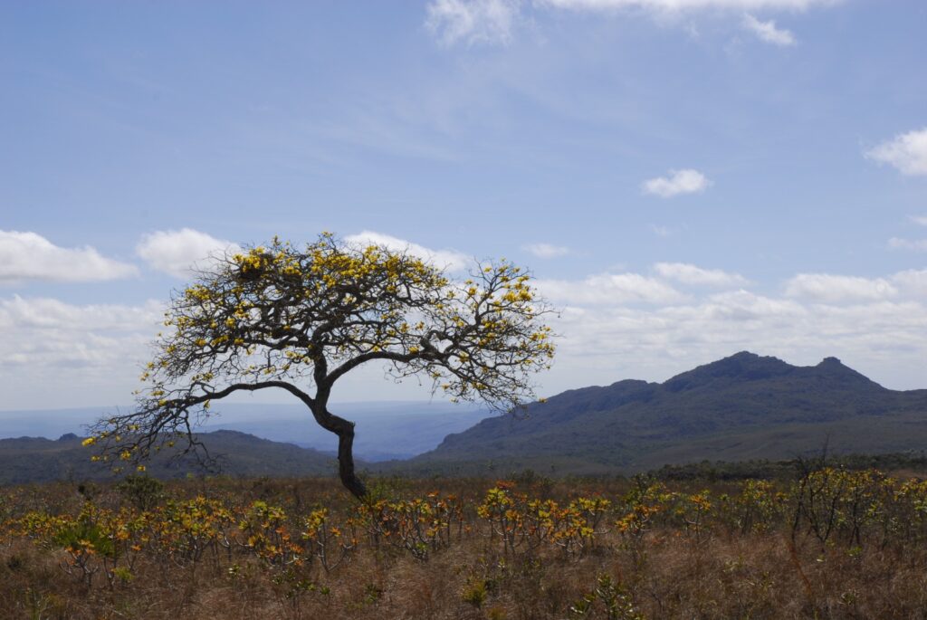 Governo de Minas Inicia Roadshow para Concessão do Parque Estadual do Biribiri Governo de Minas Inicia Roadshow para Concessão do Parque Estadual do Biribiri
