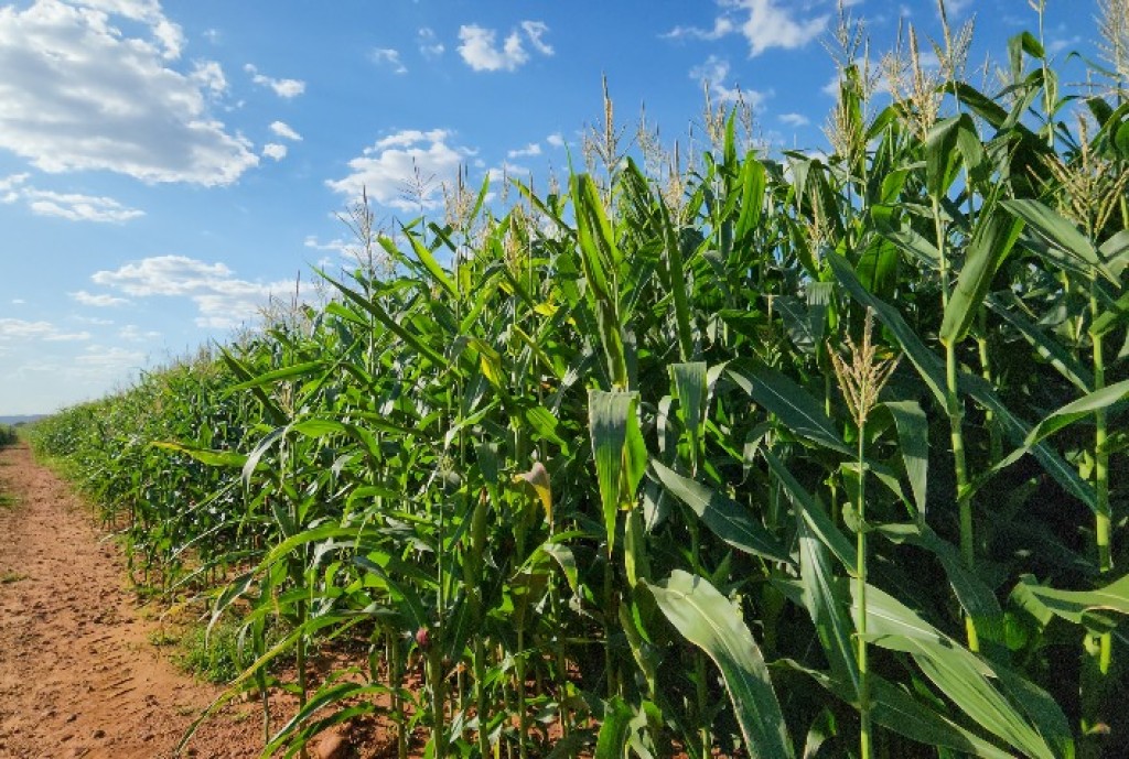 Agronegócio impulsiona PIB do Brasil em 2025 e destaca Minas Gerais nacionalmente Agronegócio impulsiona PIB do Brasil em 2025 e destaca Minas Gerais nacionalmente