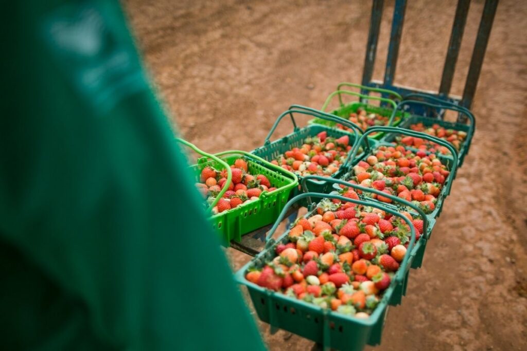 Crescimento da Importação de Morangos Afeta Produtores Nacionais Crescimento da Importação de Morangos Afeta Produtores Nacionais