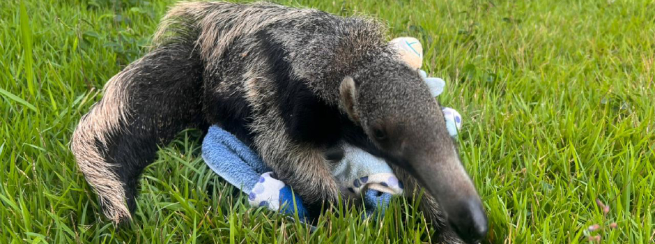 Filhote de Tamanduá é Resgatado e Recebe Cuidados em Patos de Minas Filhote de Tamanduá é Resgatado e Recebe Cuidados em Patos de Minas