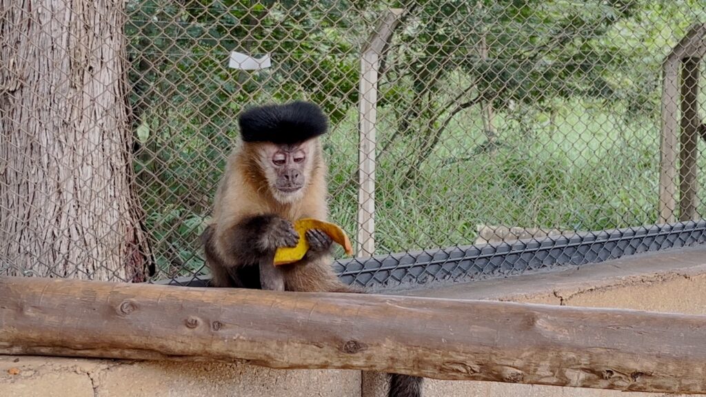 Macaca Chica: Caso Raro de Diabetes em MG Ganha Nova Esperança com Tratamento Macaca Chica: Caso Raro de Diabetes em MG Ganha Nova Esperança com Tratamento