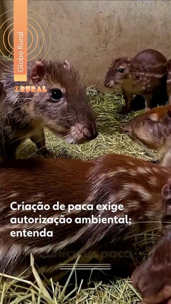Criação de Pacas: Autorização Ambiental e Investimento de até R$ 400 mil