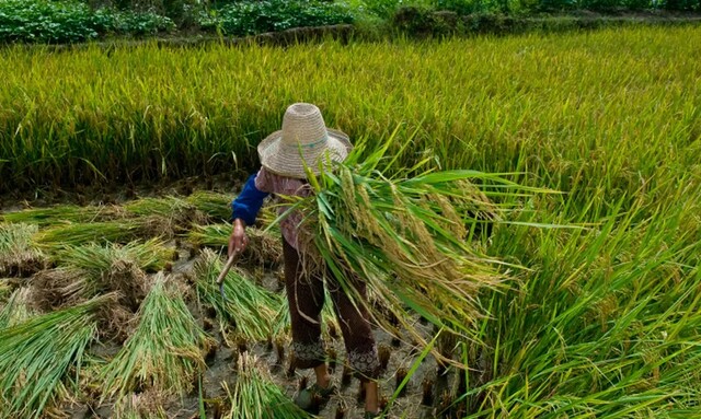 Desafios Persistem na Garantia de Direitos Trabalhistas no Campo Desafios Persistem na Garantia de Direitos Trabalhistas no Campo