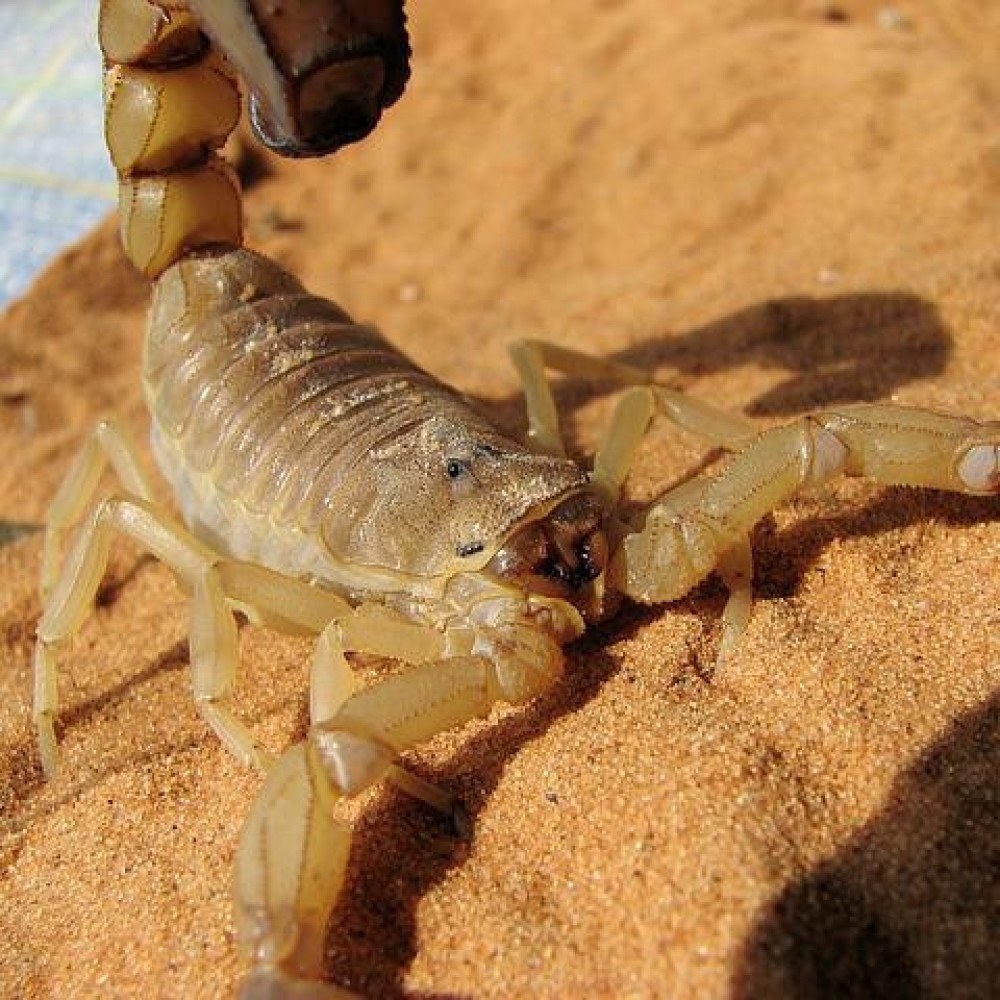 Picado por Cobra ou Escorpião? Conheça a Ferramenta que Indica Hospitais Adequados Picado por Cobra ou Escorpião? Conheça a Ferramenta que Indica Hospitais Adequados
