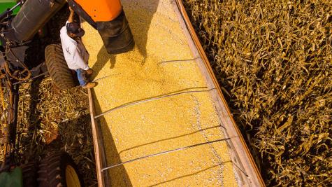 Mato Grosso: Projeção de R$ 206 bilhões em Produção Agropecuária até 2026 Mato Grosso: Projeção de R$ 206 bilhões em Produção Agropecuária até 2026