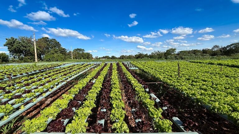 Agricultura Familiar em Crescimento: Merenda Escolar em MS Atinge Novos Marcos Agricultura Familiar em Crescimento: Merenda Escolar em MS Atinge Novos Marcos