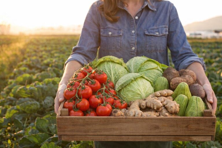 As Estrelas da Olericultura do Espírito Santo: Tomate, Gengibre e Mais As Estrelas da Olericultura do Espírito Santo: Tomate, Gengibre e Mais