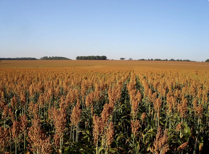 Bahia Projetará 200 mil Hectares com Sorgo na Safra 2025/26 Bahia Projetará 200 mil Hectares com Sorgo na Safra 2025/26
