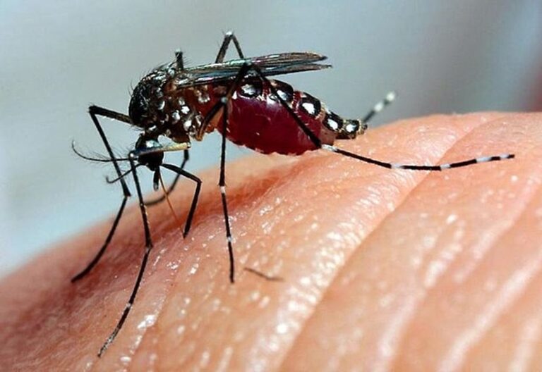 Brasil pode ter até 1,8 milhão de casos de dengue em 2026; São Paulo concentra 54% Brasil pode ter até 1,8 milhão de casos de dengue em 2026; São Paulo concentra 54%