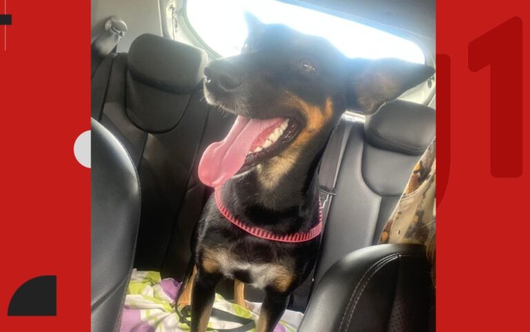 Cadela Mel é Morta a Tiros Próximo ao IFBA em Santo Antônio de Jesus Cadela Mel é Morta a Tiros Próximo ao IFBA em Santo Antônio de Jesus