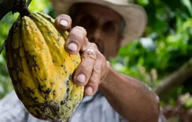 Ilhéus: Capital Nacional do Cacau e do Chocolate Recebe Reconhecimento Oficial Ilhéus: Capital Nacional do Cacau e do Chocolate Recebe Reconhecimento Oficial
