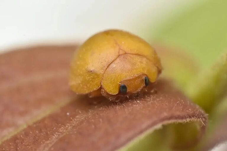 Mini Fofura! Nova Espécie de Joaninha Descoberta nas Dunas da Bahia Mini Fofura! Nova Espécie de Joaninha Descoberta nas Dunas da Bahia