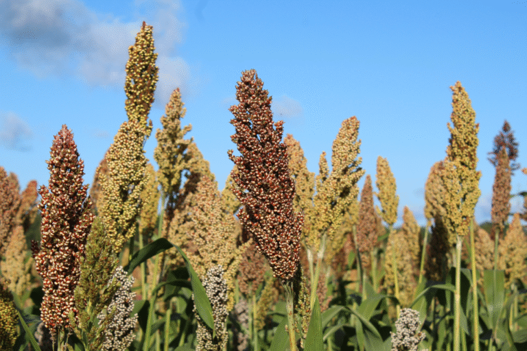 Produção de Sorgo Cresce 400% em Uma Década e Se Torna Promissora na Safrinha Produção de Sorgo Cresce 400% em Uma Década e Se Torna Promissora na Safrinha