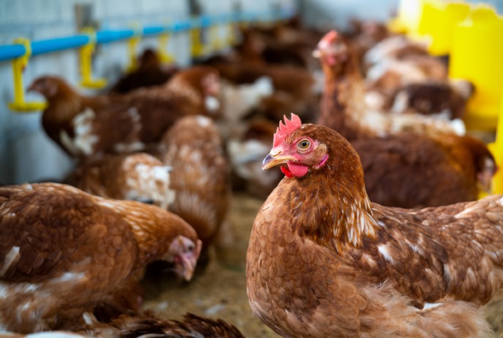Bahia Lidera Avicultura no Nordeste com Crescimento de 16,3% na Produção de Ovos Bahia Lidera Avicultura no Nordeste com Crescimento de 16,3% na Produção de Ovos