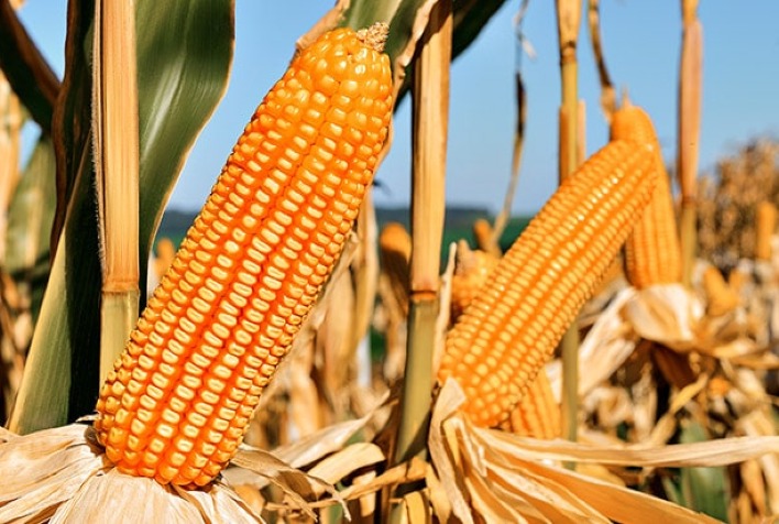 Híbrido MG540 da Morgan: Solução Inovadora para Desafios Climáticos no Cultivo de Milho Híbrido MG540 da Morgan: Solução Inovadora para Desafios Climáticos no Cultivo de Milho