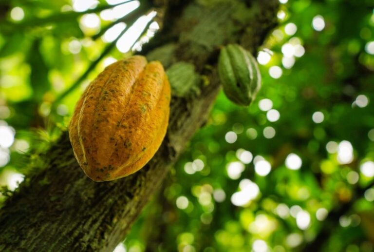 Marco Lessa e a Revolução do Cacau Brasileiro: Transformando Chocolate em Potência Econômica Marco Lessa e a Revolução do Cacau Brasileiro: Transformando Chocolate em Potência Econômica