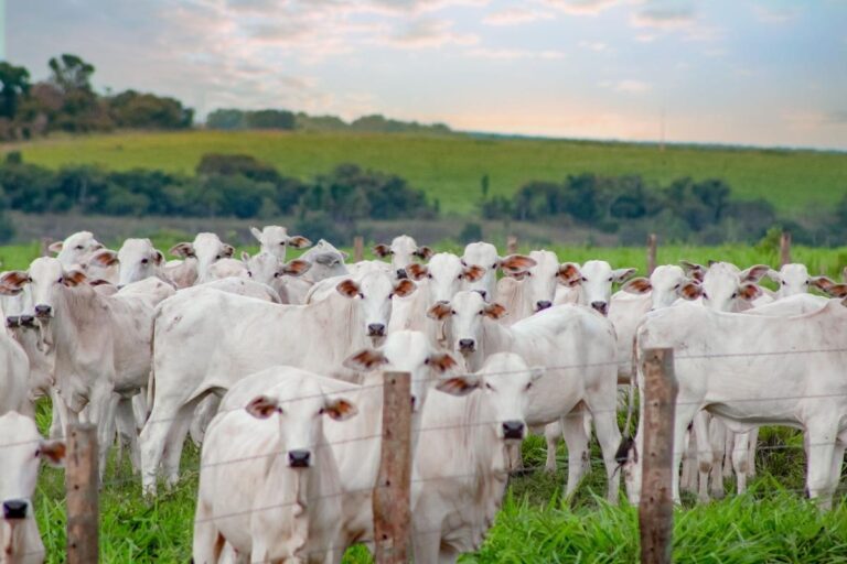 Mato Grosso Tem Menor Rebanho Bovino Desde 2021, Mas Continua Líder Nacional Mato Grosso Tem Menor Rebanho Bovino Desde 2021, Mas Continua Líder Nacional