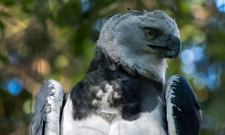 Reaparecimento da Harpia no Brasil: Um Sinal de Esperança para a Conservação Ambiental Reaparecimento da Harpia no Brasil: Um Sinal de Esperança para a Conservação Ambiental