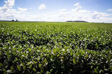 Safra de Grãos em 2025/2026: Área Plantada Aumenta, Mas Produção Apresenta Desafios Regionais Safra de Grãos em 2025/2026: Área Plantada Aumenta, Mas Produção Apresenta Desafios Regionais