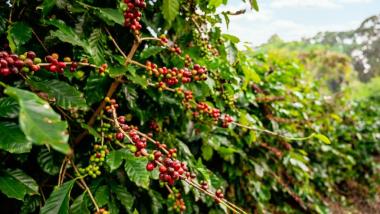 Seagri Realiza Seminário para Fortalecer Cadeia Produtiva do Café no Extremo Sul da Bahia Seagri Realiza Seminário para Fortalecer Cadeia Produtiva do Café no Extremo Sul da Bahia
