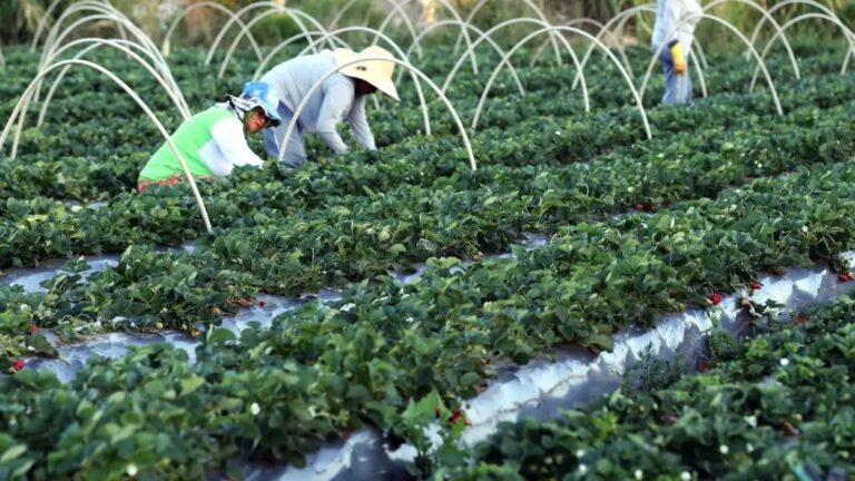Superstições e Expectativas no Agronegócio: O Que Aguardam os Produtores para 2026 Superstições e Expectativas no Agronegócio: O Que Aguardam os Produtores para 2026