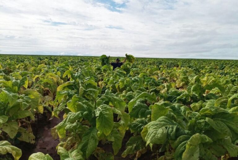 Tese Inédita Revela Avanços na Nutrição do Tabaco Irrigado na Bahia Tese Inédita Revela Avanços na Nutrição do Tabaco Irrigado na Bahia