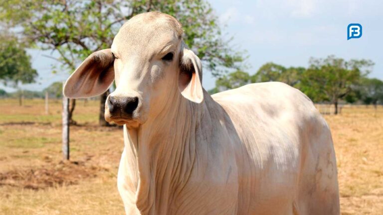 Verão Impulsiona a Produtividade Agropecuária na Bahia: Estratégias e Inovações Verão Impulsiona a Produtividade Agropecuária na Bahia: Estratégias e Inovações