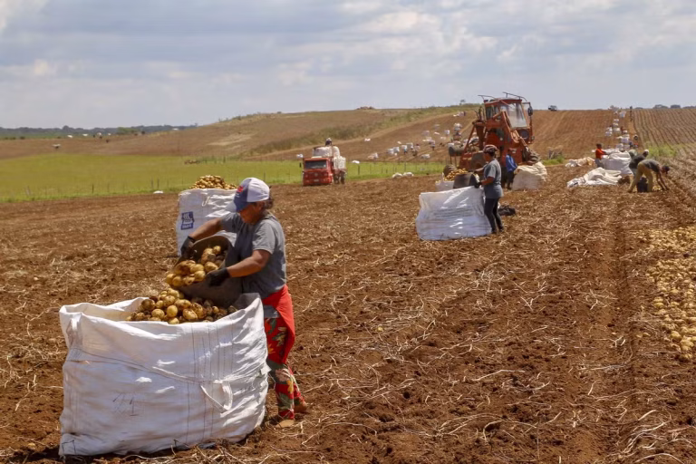 Agronegócio Alcança Recorde de Empregos no Terceiro Trimestre de 2025 Agronegócio Alcança Recorde de Empregos no Terceiro Trimestre de 2025