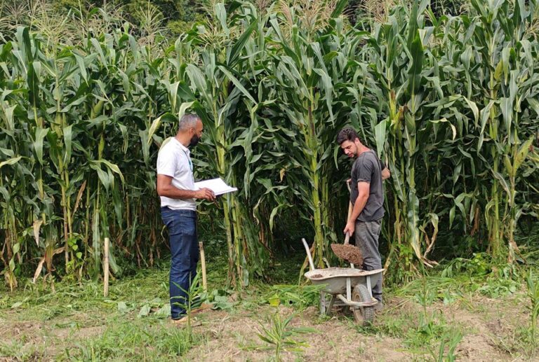 Bagaço de Cerveja: Uma Solução Sustentável e Econômica para Agricultura Bagaço de Cerveja: Uma Solução Sustentável e Econômica para Agricultura
