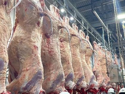 Bahia Recebe Primeiro Abate do Programa Carne Angus Certificada: Uma Revolução no Agronegócio Bahia Recebe Primeiro Abate do Programa Carne Angus Certificada: Uma Revolução no Agronegócio