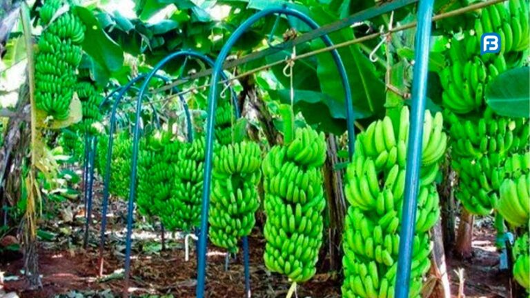 Banana de Bom Jesus da Lapa Ganha Selo IG: Um Reconhecimento que Eleva o Agronegócio Baiano
