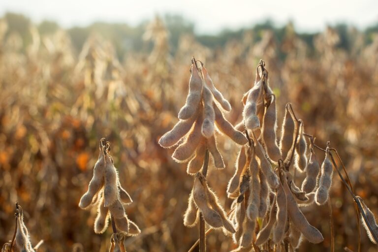 Desafios da Reforma Tributária no Agronegócio: CNA Promove Debate em Goiás